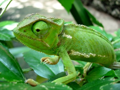 Cameleon